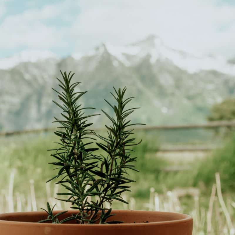 How to Plant an Herb Garden