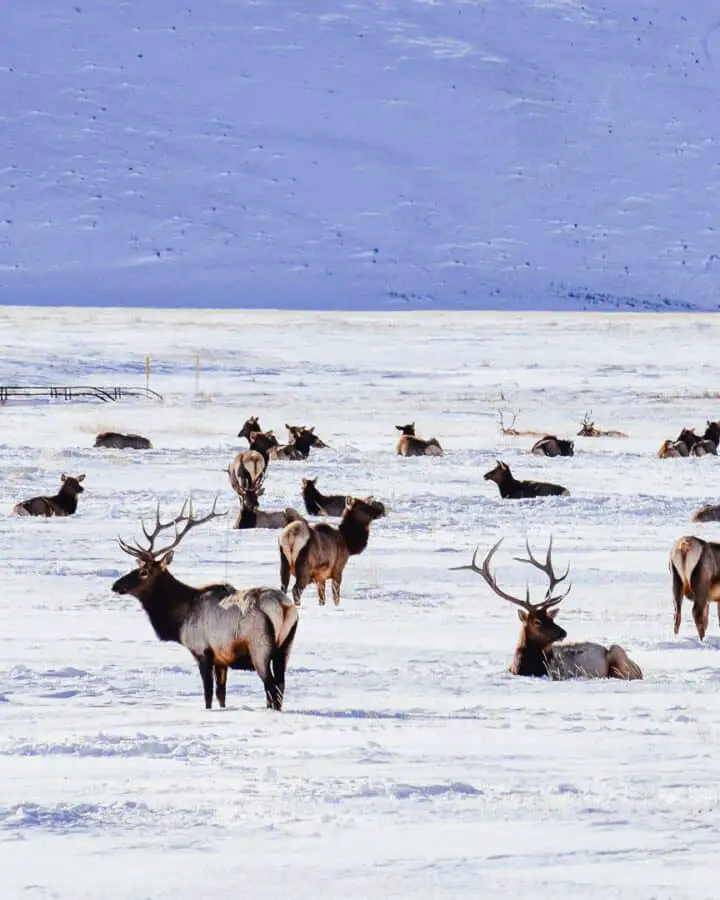 jackson hole february