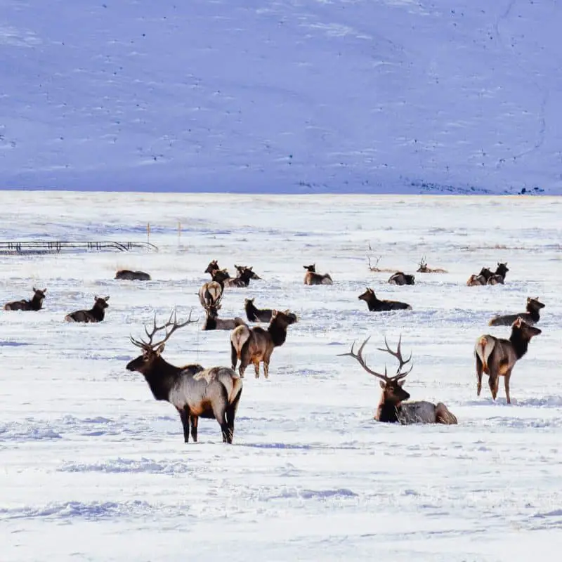 6 Top Things to Do in Jackson Hole in February