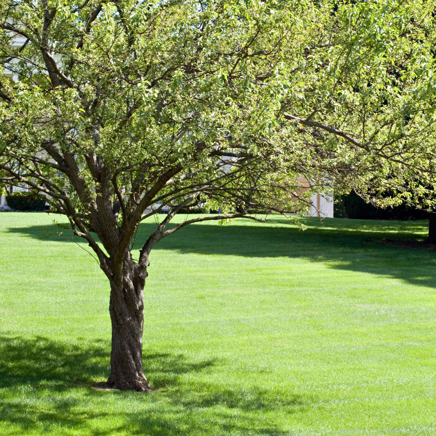 keep trees on your property healthy
